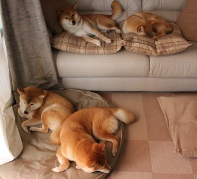 遛马驯湖新缰绳,西亚卡姆关键先生正名之战