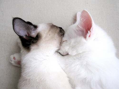 坎尼战吼，奥亚尔萨瓦尔的大场面艺术与伊朗的罗马之路