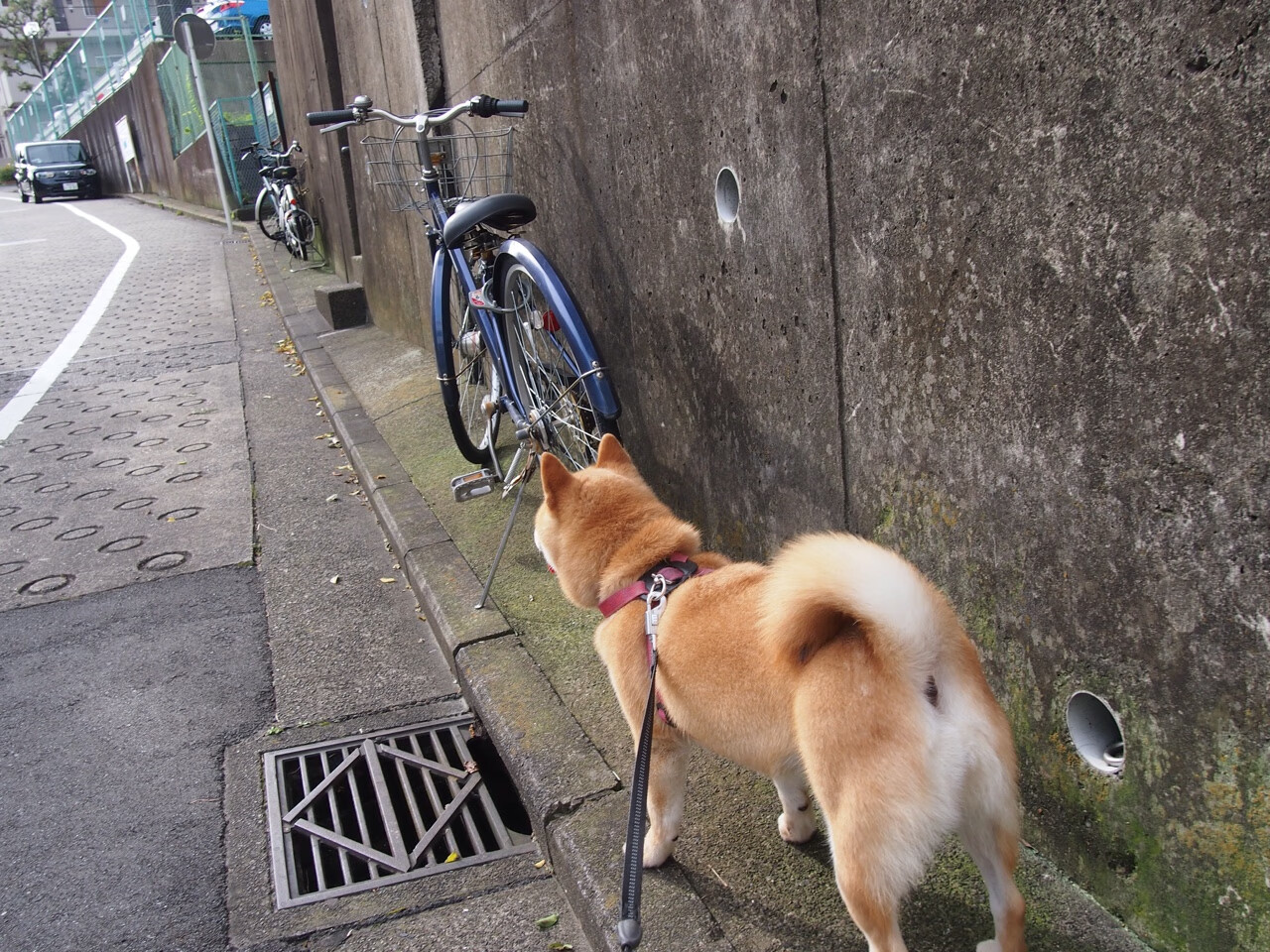 文班亚马的觉醒之夜，骑士用一场史诗胜利献给未来的献祭