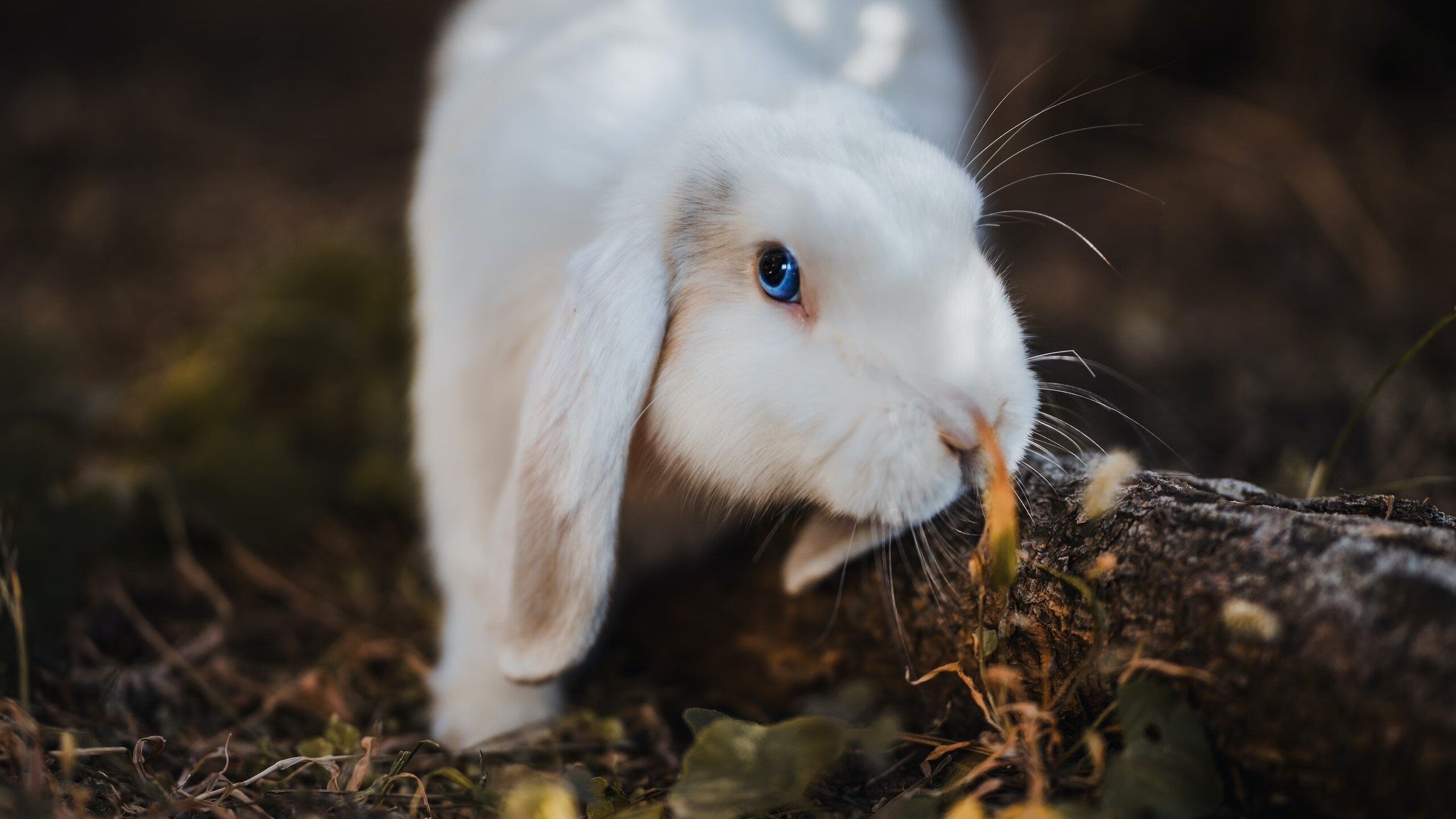 罗马对决葡萄牙，托尼统治级表现引爆全场—数据全面爆炸诠释全能核心