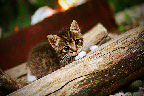 末节之神与铁壁之困，当特奥撕裂时间，安哥拉封印空间