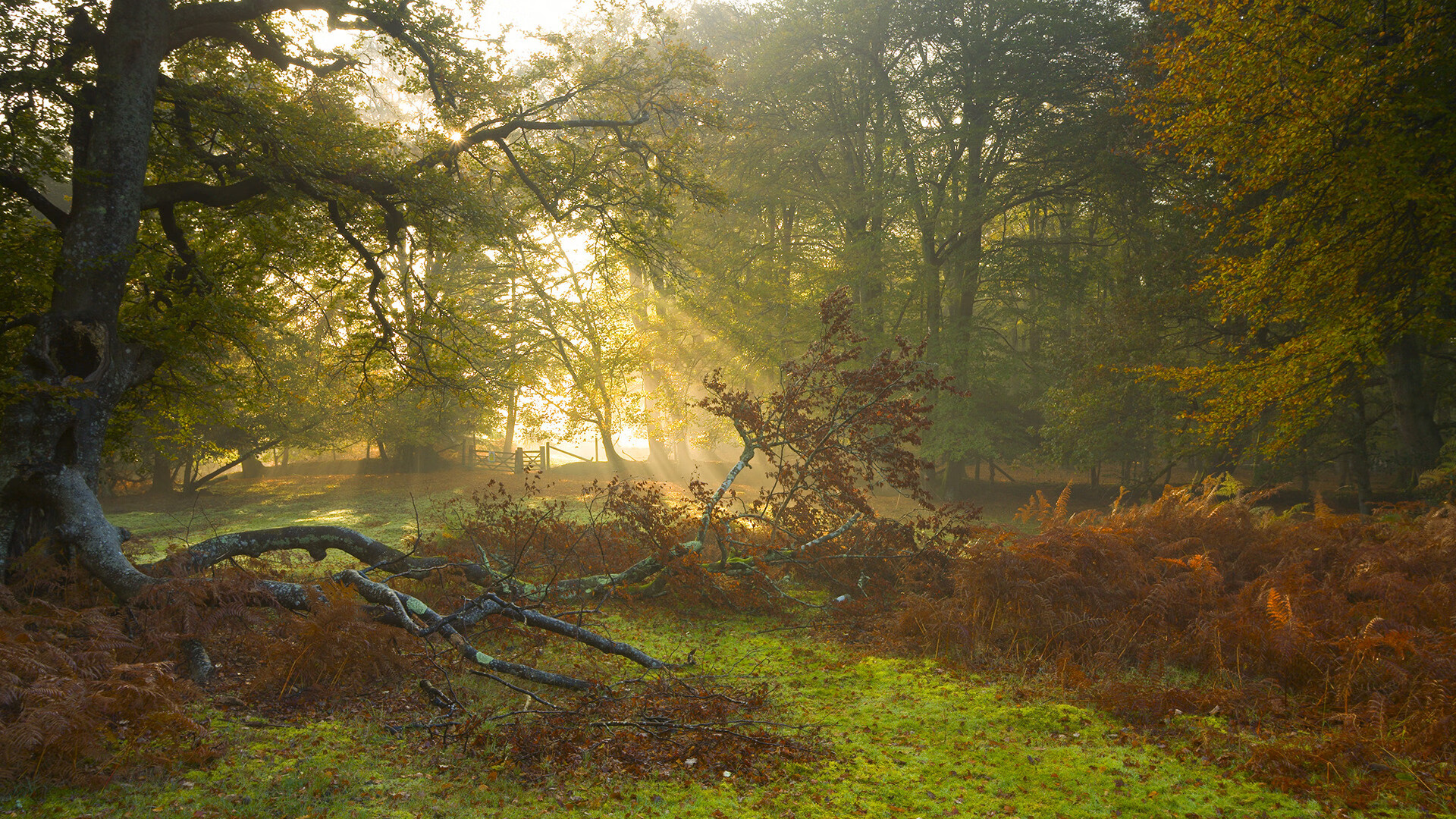 巴斯托尼的蓝色救赎，从尼斯生死战到加纳足球的未竟之梦