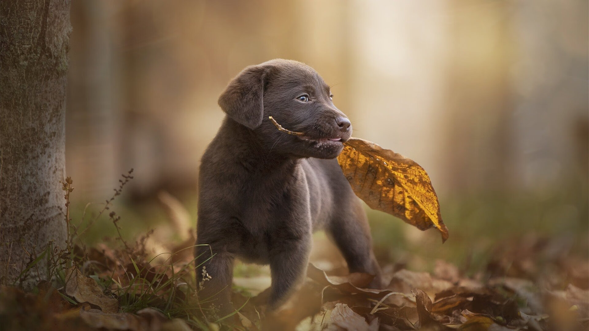 从尼克斯的铁壁到切特的王权，季后赛两种统治力的终极对话