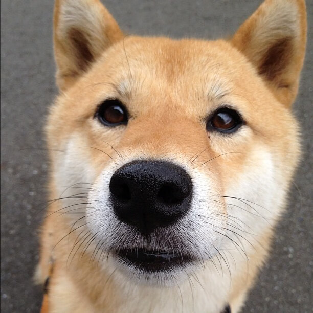 篮场两端的极致哲学，东契奇的致命时刻与太阳的窒息锁链