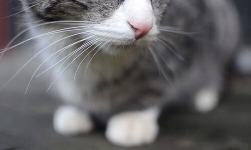 跨洲际青春风暴，切特爆发引领深圳队梦幻逆转快船