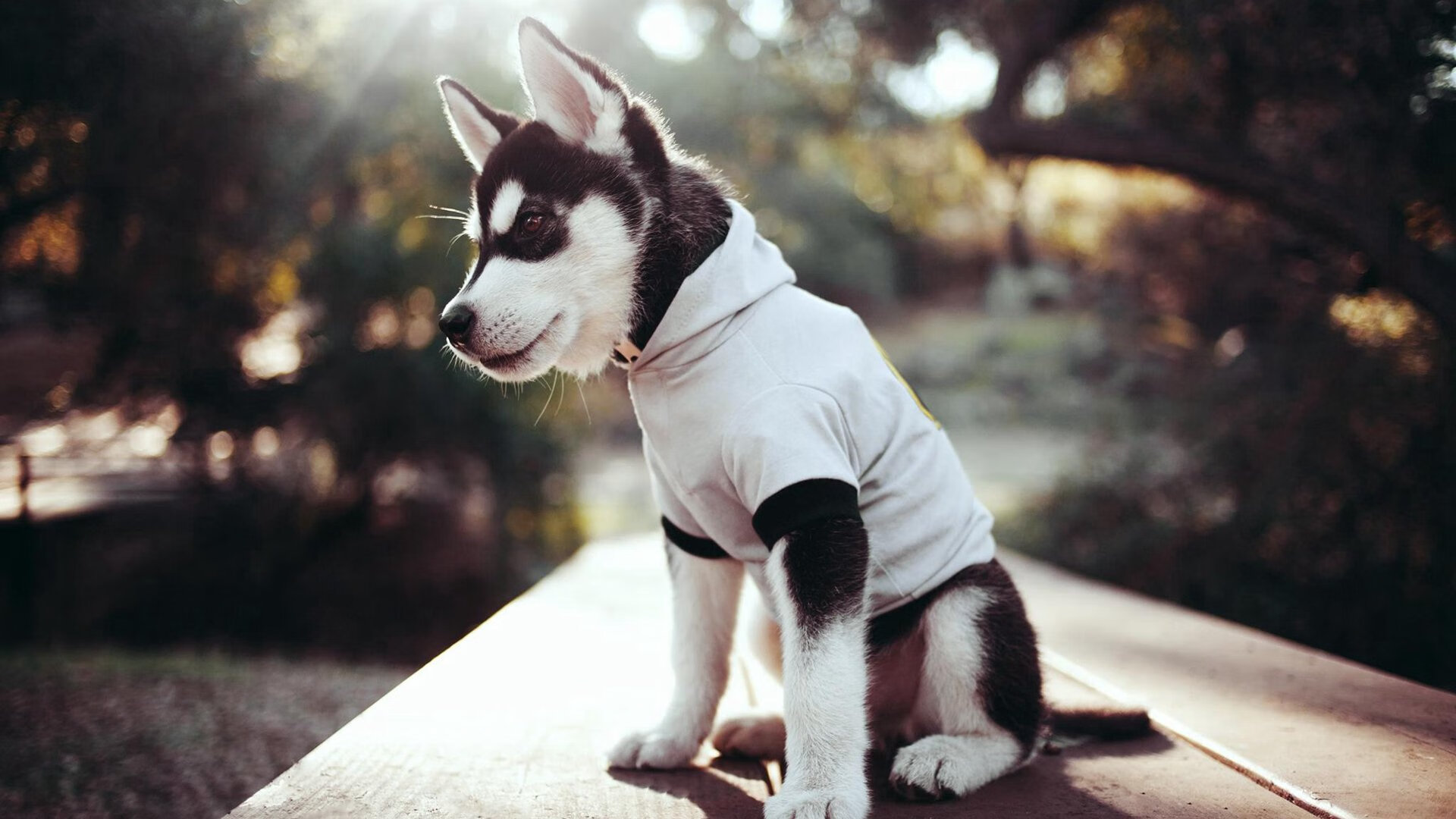 超级外援布克助攻狂潮点燃全队，上海男篮主场如龙卷风摧毁来访火箭