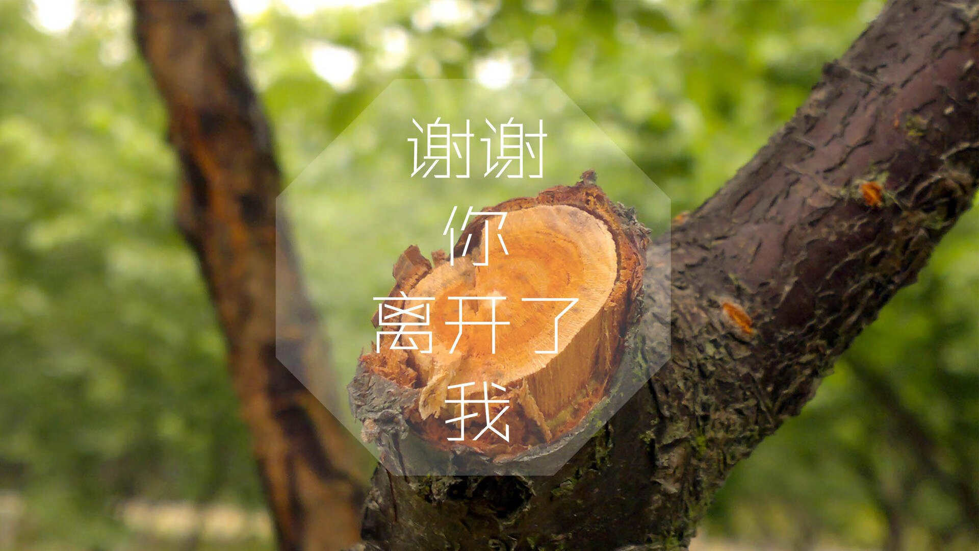 历史重演?不,是全新剧本,2026四分之一决赛,摩洛哥用中场铁幕与坎塞洛之刃横扫西班牙